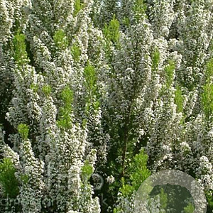 Erica arborea 'Alpina' GM P9.5 2 jaar