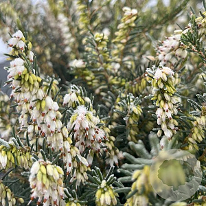 Erica darl. 'Katia' GM P9.5 2 jaar