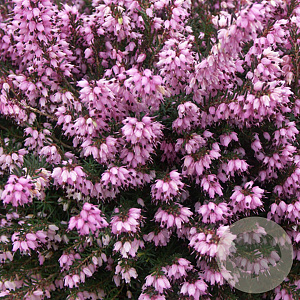 Erica darl. 'Spring Surprise' GM P9.5 2 jaar