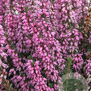 Erica erigena 'Irish Dusk' GM P9.5 2 jaar