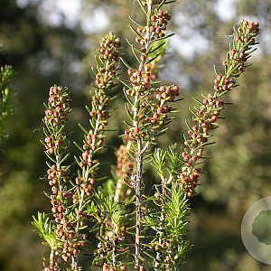 Erica scoparia GM P9.5 2 jaar