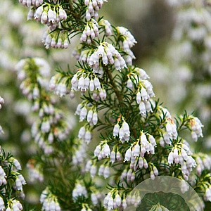 Erica veitchii 'Pink Joy' GM P9.5 2 jaar