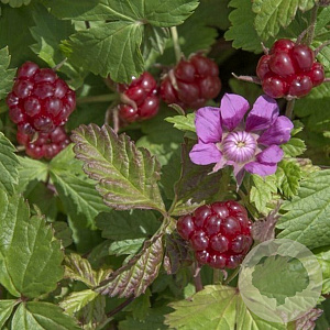 Rubus arcticus 'Sofia' GM P9.5 2 jaar