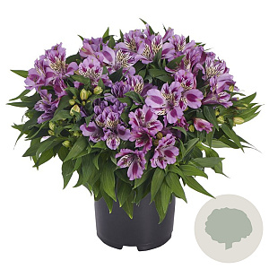Alstroemeria Colorita Mulan 40-50 cm 2,5L