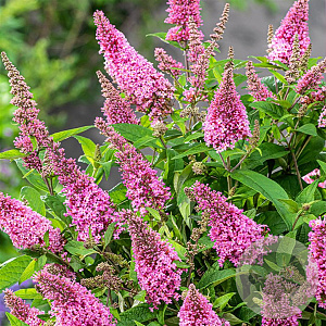 Buddleja dav. 'Butterfly Candy Little Bubblegum'® 30-40 cm 3,0L