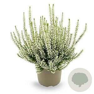 Calluna v. 'Coco' 15-20 cm C1.2