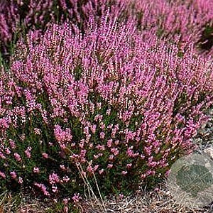 Calluna v. 'Leandra' 15-20 cm C1.2