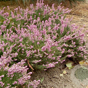 Calluna v. 'Mullion' GM P10,5