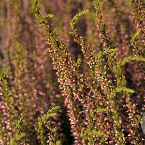 Calluna v. 'Rosita' 15-20 cm C1.2