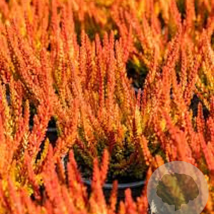 Calluna v. 'Sunset' 15-20 cm C1.2