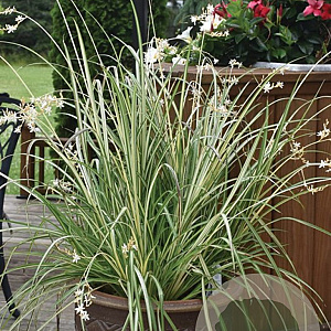 Chlorophytum saunders. 'Starlight' 60-70 cm 3,0L