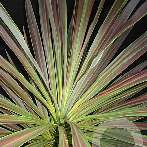Cordyline aus. 'Chocolate Mint' 50-60 cm 3,0L