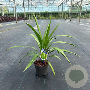 Cordyline aus. Emerald Star 50-60 cm 12L