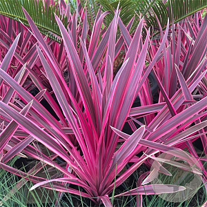 Cordyline aus. Pink Passion 70-80 cm 12L piramide