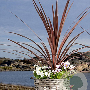 Cordyline aus. 'Red Heart' 50-60 cm 3,0L