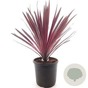 Cordyline 'Paso Doble' 40-50 cm 3,0L