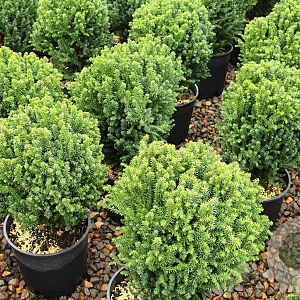 Cryptomeria j. 'Compressa' 20-25 cm 3,0L