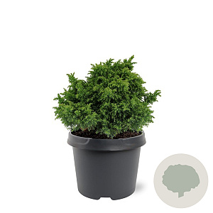 Cryptomeria j. 'Yokohama' 20-25 cm 3,0L