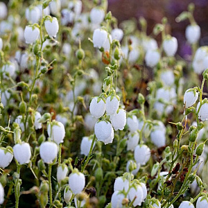Daboecia c. 'Alberta White' GM P10,5
