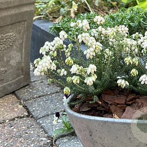 Erica tetralix 'Alba Mollis' GM P10,5