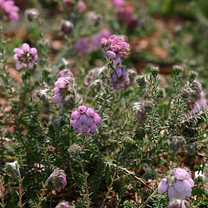 Erica tetralix GM C1.5 2 jarig 