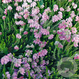 Erica tetralix 'Tina' GM P10,5