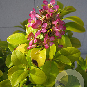 Escallonia laevis Pink Lemon 25-30 cm 2,0L