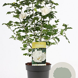 Hibiscus syr. 'Admiral Dewey' 40-50 cm 3,0L