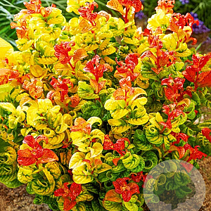 Leucothoe axillaris Curly Gold 15-20 cm 2,0L
