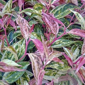 Leucothoe fontanesiana 'Makijaz' 25-30 cm 2,0L
