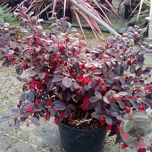 Loropetalum chinense 'Rouge de la Marjorie' 20-30 cm C1.5