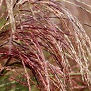 Miscanthus sin. Red Cloud 30-40 cm 12L
