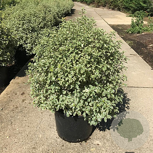 Pittosporum tob. 'Variegatum' GM C1.5