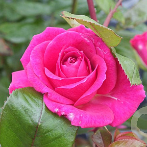 Rosa 'Gloriana' 10-15 cm C1.5