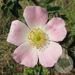 Rosa 'Heideroslein' 10-15 cm C1.5