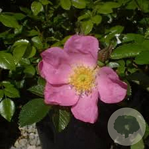 Rosa (R) 'Max Graf' 10-15 cm C1.5