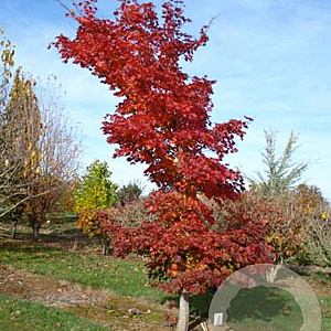 Acer pseudosieboldianum takesimense 18-20 HO draadkluit