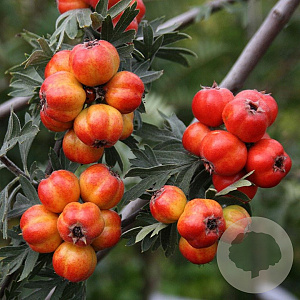 Crataegus orientalis 6-8 HO draadkluit