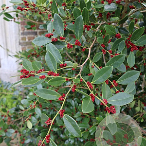Distylium racemosum 125-150 cm 15L struik