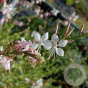 Gaura l. 'Corrie's Gold' GM P9