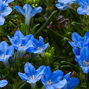 Lithodora d. 'Compacta' GM P9