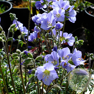 Polemonium caer. 'Northern Lights' GM P9