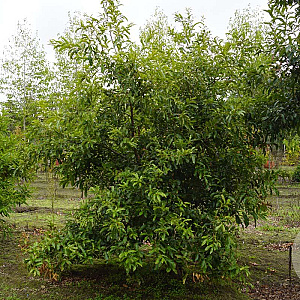 Quercus acutissima 350-400 cm draadkluit meerstammig 
