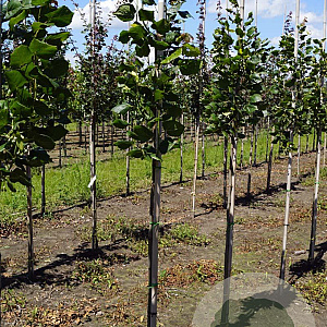 Tilia kiusiana 6-8 HO draadkluit