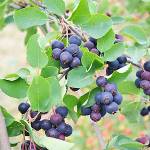 Amelanchier aln. 'Martin' 60-80 cm P15