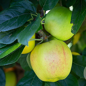 Malus d. 'King of the Pippins' 125-150 cm 10L