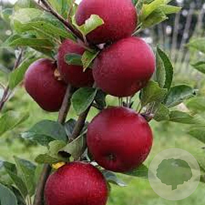 Malus d. 'Rosette' 125-150 cm 7,5L Gestokt
