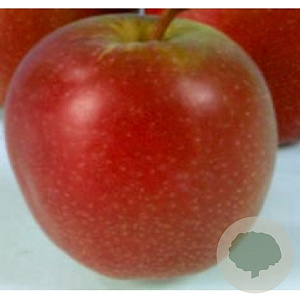 Malus d. 'Summerred' 175-200 cm 10L