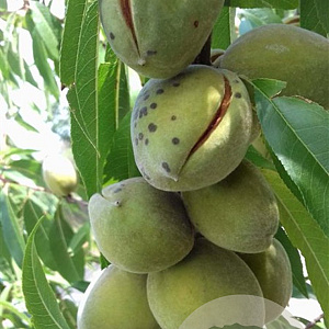 Prunus d. 'Ferragnes' 125-150 cm 5,0L