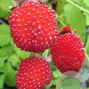 Rubus illecebrosus GM C1.5